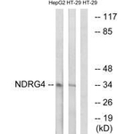 NDRG4 Antibody in Western Blot (WB)