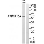 PPP1R16A Polyclonal Antibody