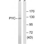 Pyruvate Carboxylase Antibody in Western Blot (WB)