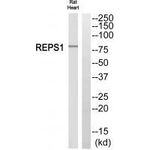 REPS1 Polyclonal Antibody