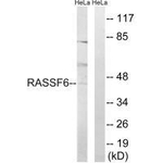 RASSF6 Polyclonal Antibody