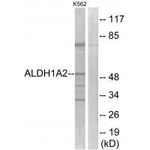ALDH1A2 Polyclonal Antibody