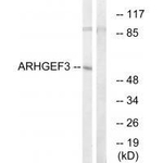ARHGEF3 Polyclonal Antibody