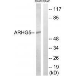 GEF5 Polyclonal Antibody
