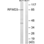 RFWD3 Antibody in Western Blot (WB)