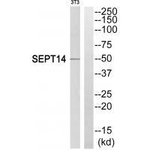 Septin-14 Polyclonal Antibody