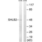 SH3GLB2 Antibody in Western Blot (WB)