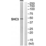 SHC3 Antibody in Western Blot (WB)
