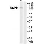 USP11 Polyclonal Antibody