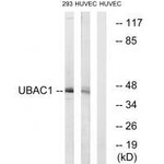 UBAC1 Polyclonal Antibody