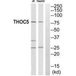 THOC5 Antibody in Western Blot (WB)