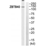 ZBTB40 Antibody in Western Blot (WB)