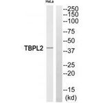 TBPL2 Antibody in Western Blot (WB)