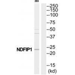 NDFIP1 Polyclonal Antibody