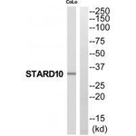 STARD10 Polyclonal Antibody