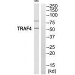 TRAF4 Polyclonal Antibody
