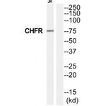 CHFR Polyclonal Antibody