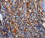 COX16 Antibody in Immunohistochemistry (Paraffin) (IHC (P))
