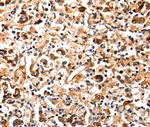 COX8A Antibody in Immunohistochemistry (Paraffin) (IHC (P))