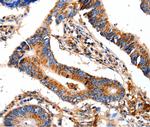 COX8A Antibody in Immunohistochemistry (Paraffin) (IHC (P))