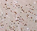 NFKBIL2 Antibody in Immunohistochemistry (Paraffin) (IHC (P))