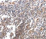 BCL2L15 Polyclonal Antibody