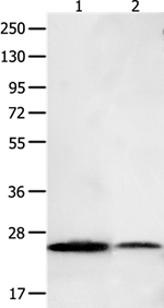 BCL2L15 Antibody in Western Blot (WB)
