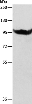 AARS2 Antibody in Western Blot (WB)