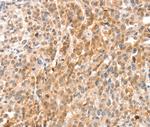 Annexin A8 Polyclonal Antibody