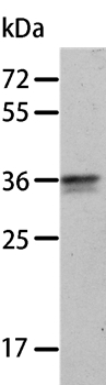 Annexin A8 Antibody in Western Blot (WB)