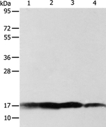 ATP5J Antibody in Western Blot (WB)
