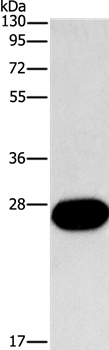 FGF9 Antibody in Western Blot (WB)