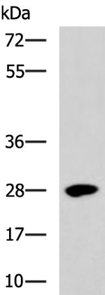 BTG3 Antibody in Western Blot (WB)