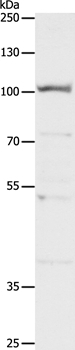 CLCA4 Antibody in Western Blot (WB)