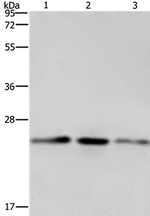 COX4NB Antibody in Western Blot (WB)