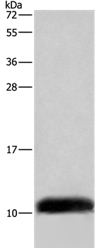 COX6B2 Antibody in Western Blot (WB)