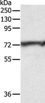 CNNM3 Antibody in Western Blot (WB)