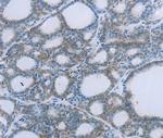 EGFL7 Polyclonal Antibody