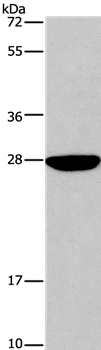 DUSP19 Antibody in Western Blot (WB)