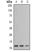 GIP Antibody in Western Blot (WB)