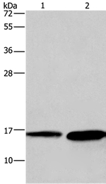 HINT2 Antibody in Western Blot (WB)