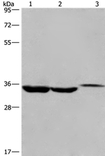ING2 Antibody in Western Blot (WB)