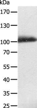 LRP12 Antibody in Western Blot (WB)