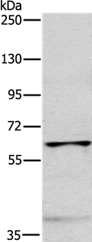 MYLK2 Polyclonal Antibody