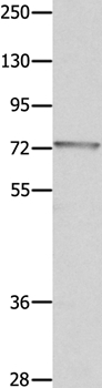 MUC20 Antibody in Western Blot (WB)