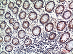 OAS2 Antibody in Immunohistochemistry (Paraffin) (IHC (P))