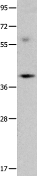 OPCML Polyclonal Antibody