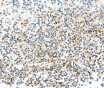FAM3A Antibody in Immunohistochemistry (Paraffin) (IHC (P))