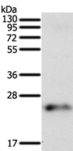 FAM3A Antibody in Western Blot (WB)