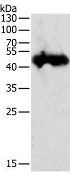 PGC Antibody in Western Blot (WB)